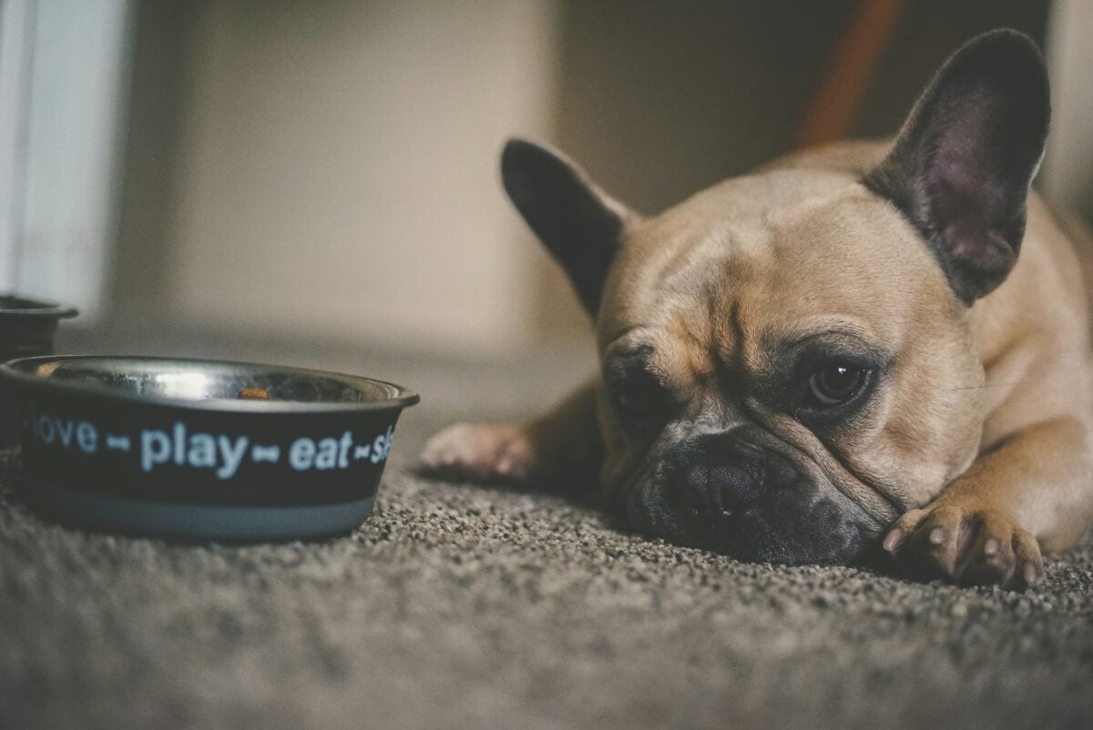 French Bulldog lying beside partially eaten food bowl looking sick.