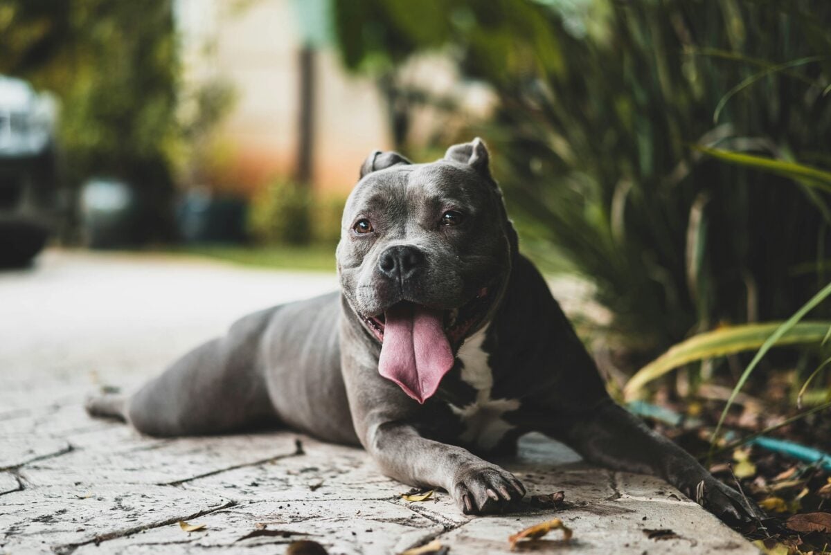 Pitbull type breed with a happy expression.