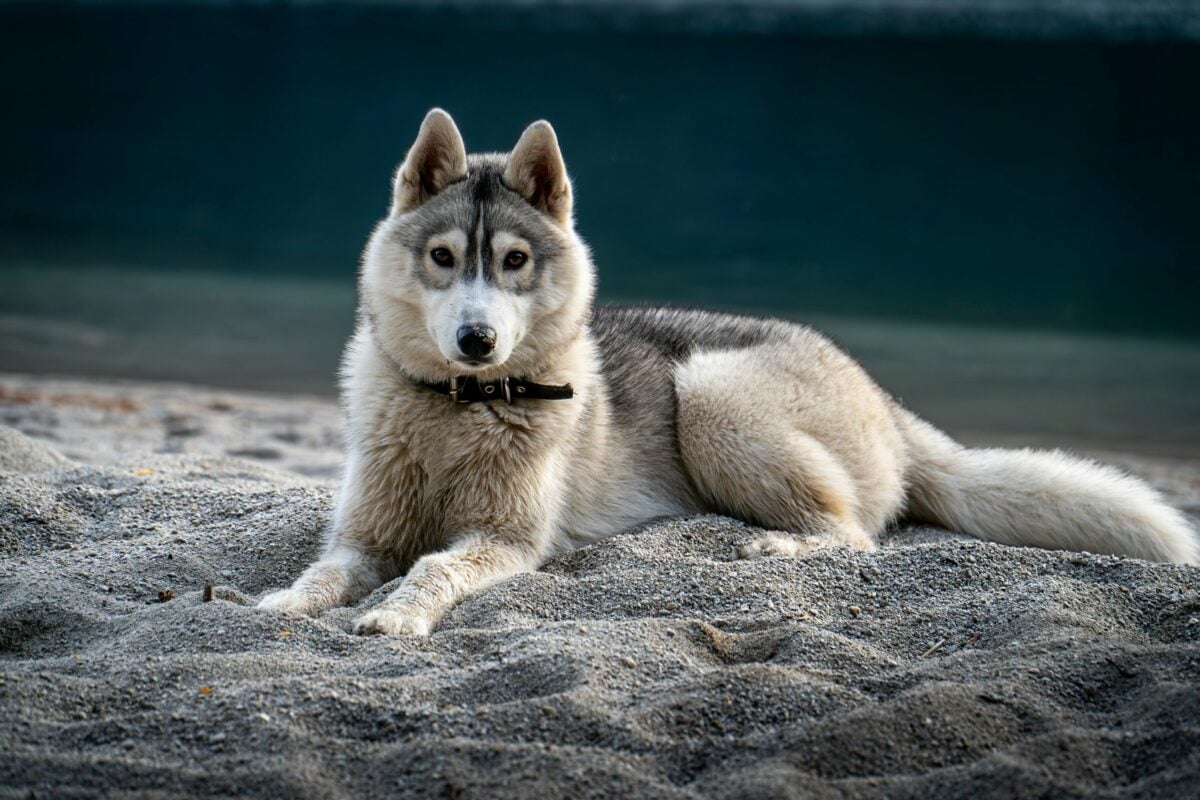Siberian Husky dog resting on a sandy beach near a calm body of water. The dog has striking brown eyes and a thick, well-groomed coat, exuding elegance and tranquility.