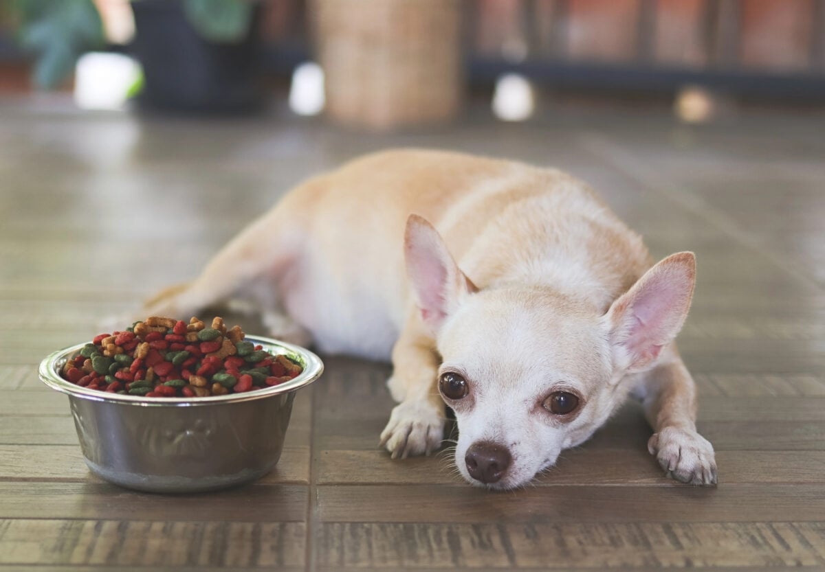 Portrait of a sick Chihuahua dog lying next to a full dog food bowl. 
