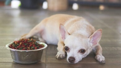 Portrait of a sick Chihuahua dog lying next to a full dog food bowl.