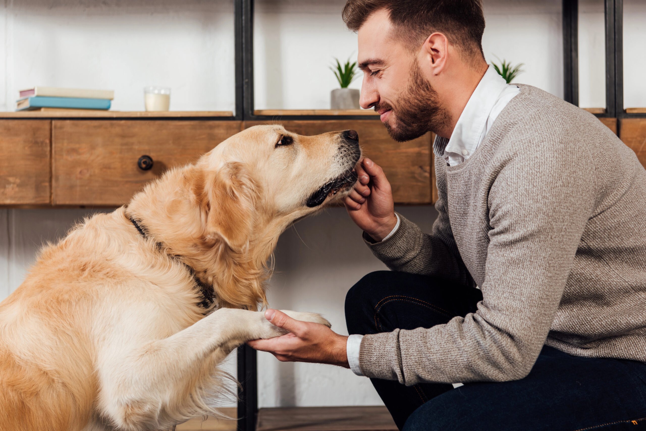 Side view of smiling man training golden retriever at home