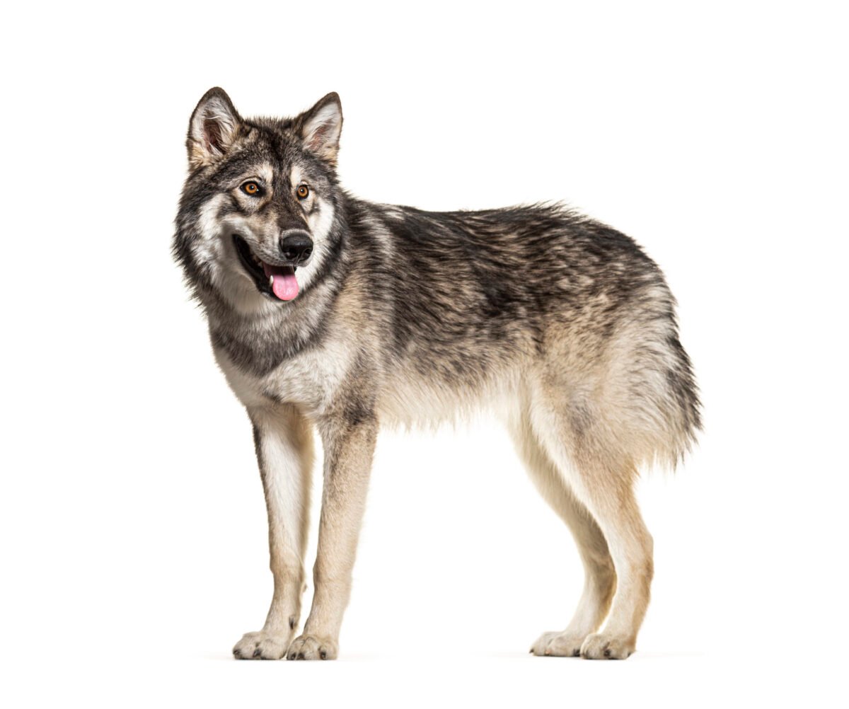Standing Northern Inuit dog panting, looks like a wolf, isolated on white.