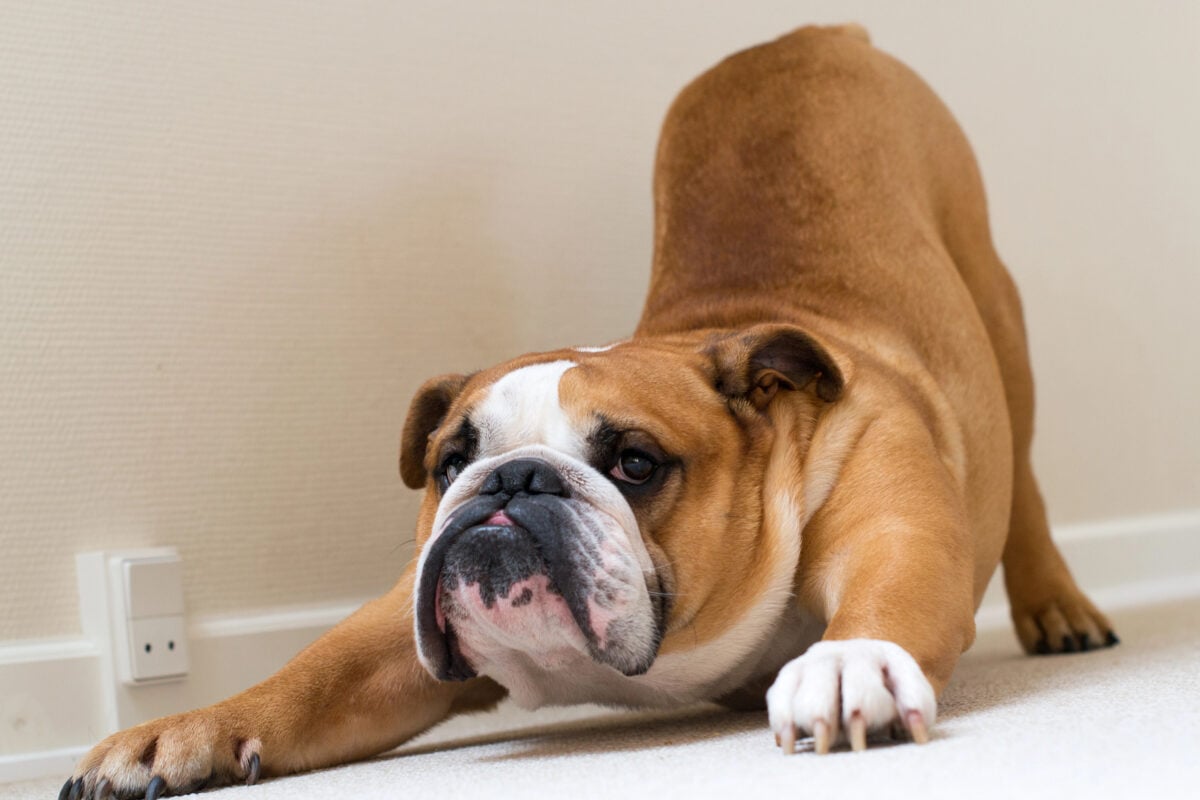 Stretching of English bulldog.