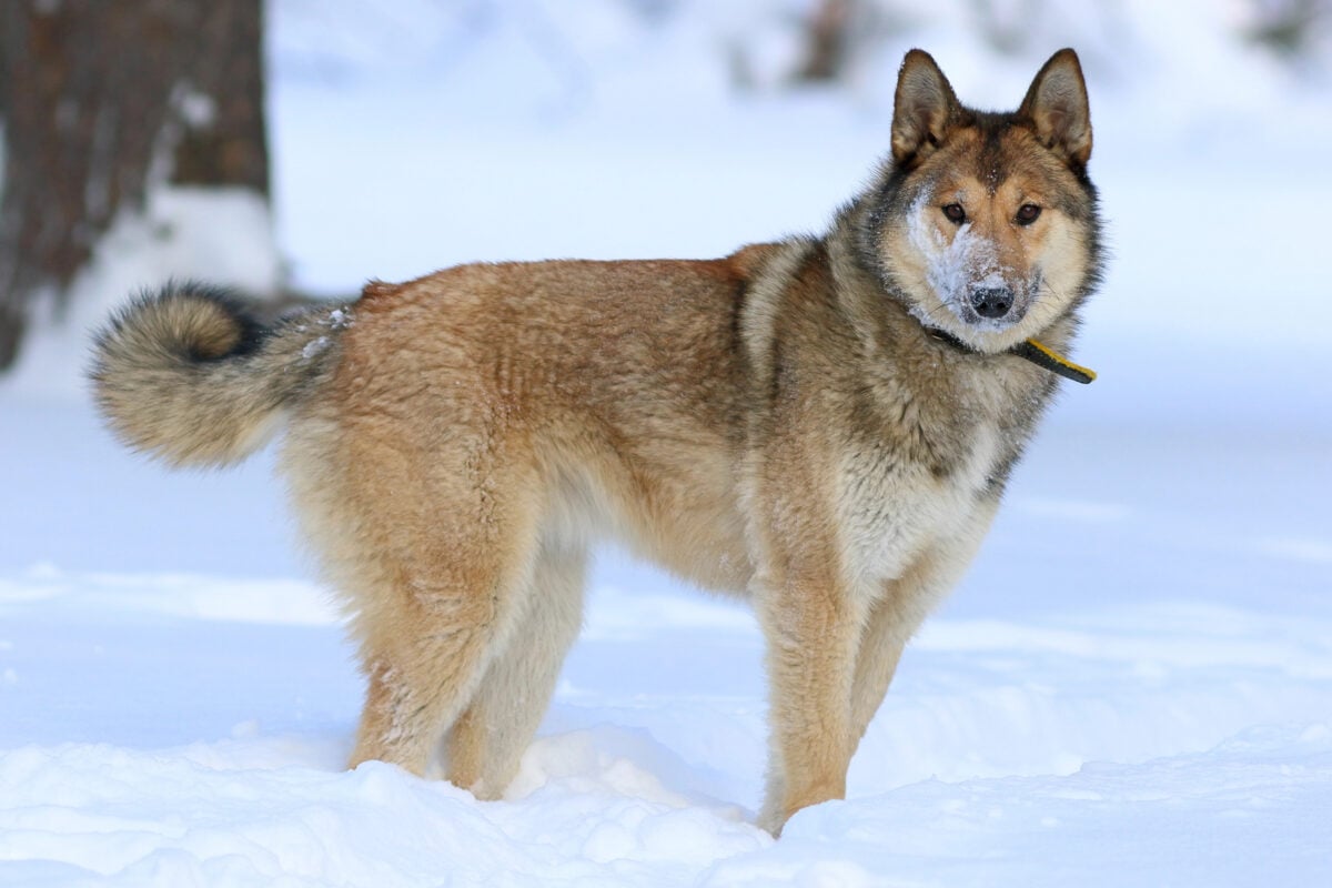 The West Siberian Laika. Dog closeup of a winter day.