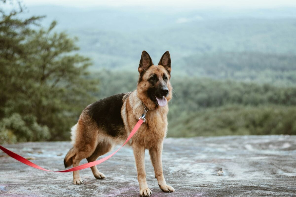 German Shepherd posing on top of cliff with trees in background.