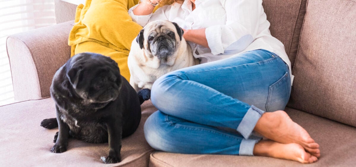 Cheerful relaxed adult pretty woman at home lay down on the sofa with her two best friends dogs pug