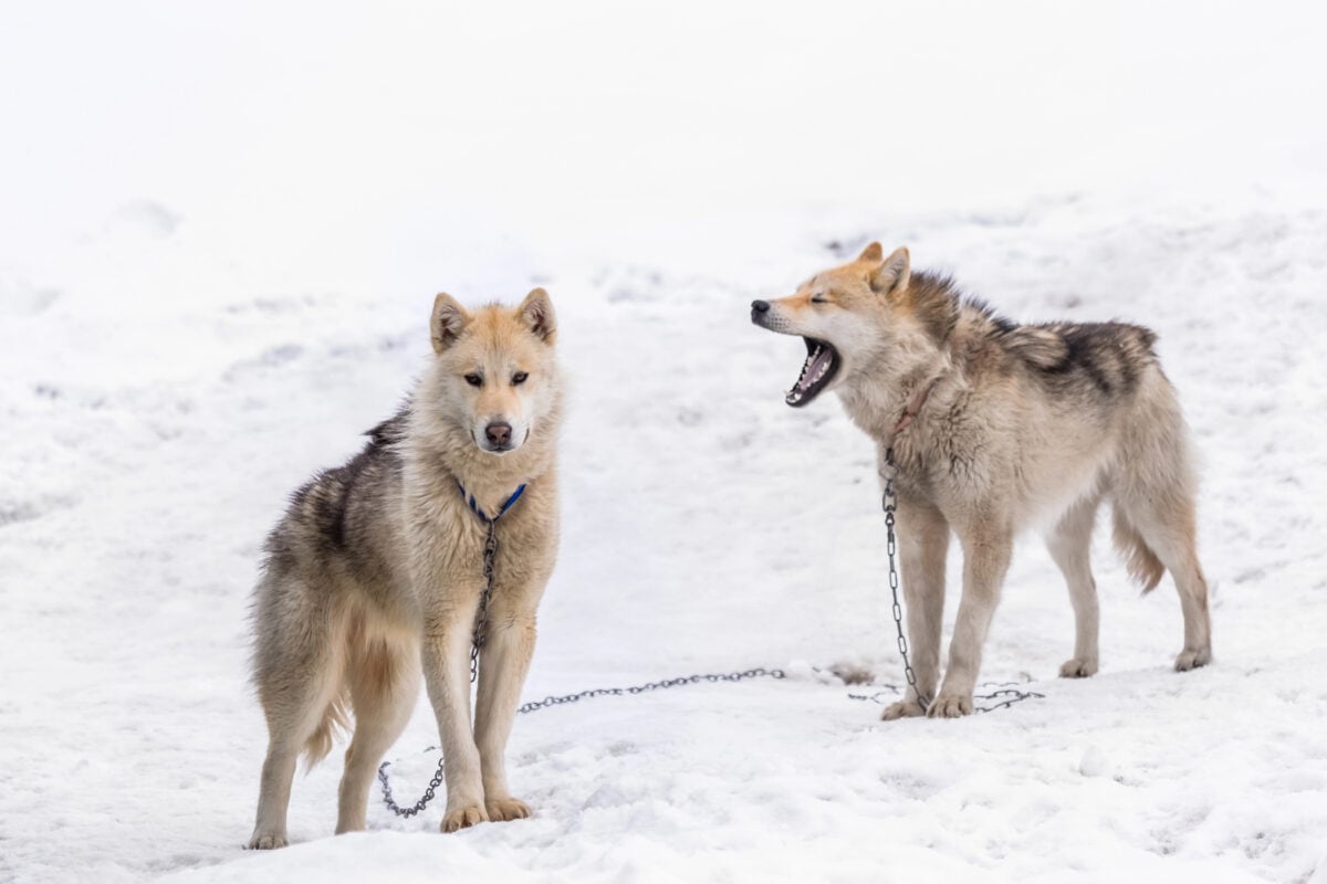 Two Geenlandic Inuit sledding dogs standing on alert in the snow, Sisimiut, Greenland.