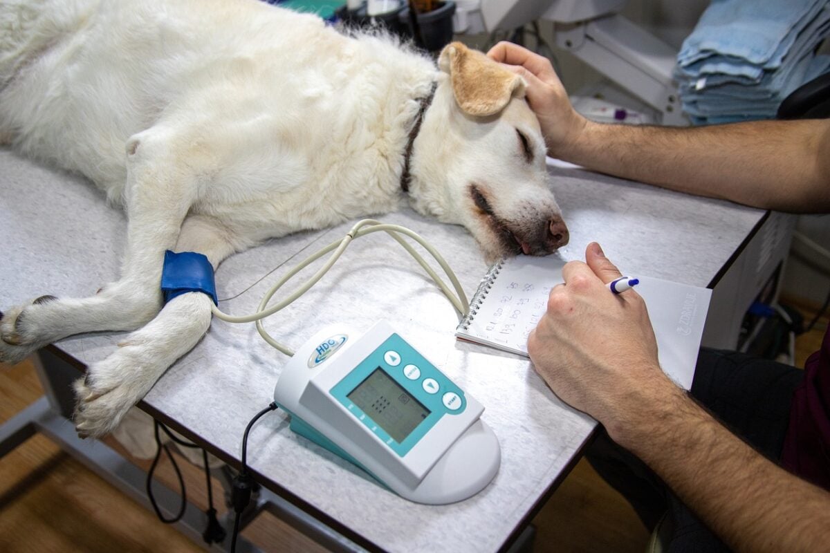 Emergency vet taking blood pressure of a sick Labrador.