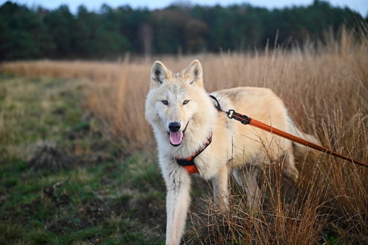 Wolfdog on leash in grassy field.