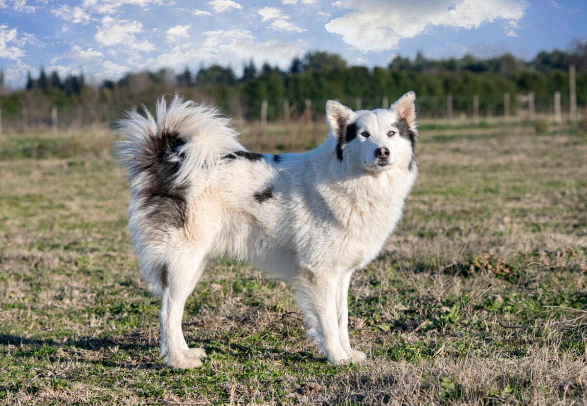 Yakutian Laika in front of a nature background.