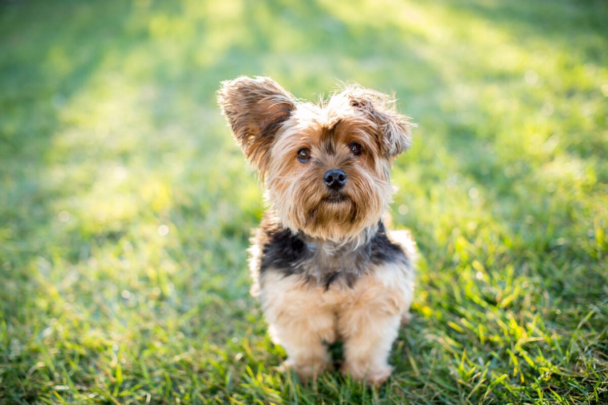 Yorkshire Terrier standing on grass.
