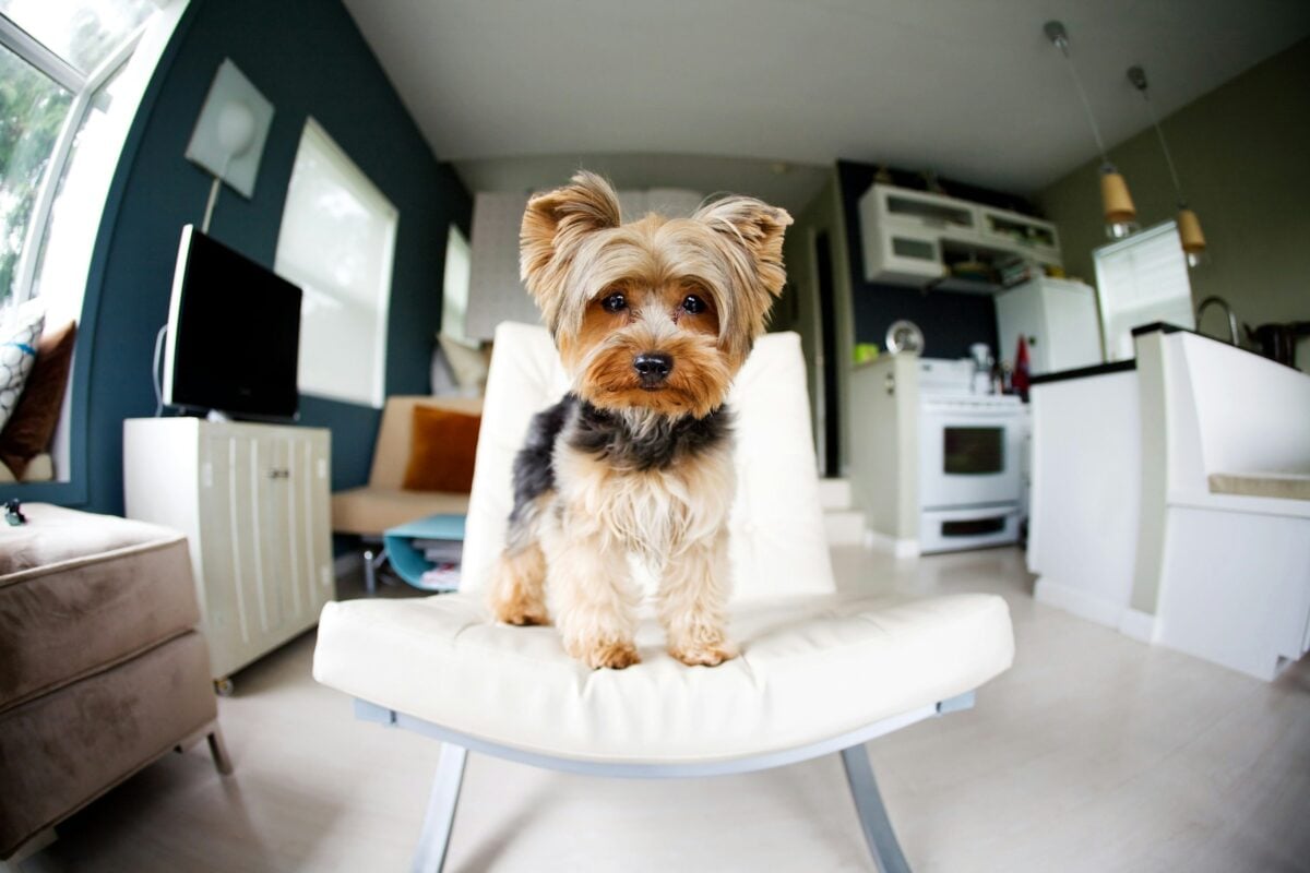 Yorkshire Terrier poses on white chair indoors.
