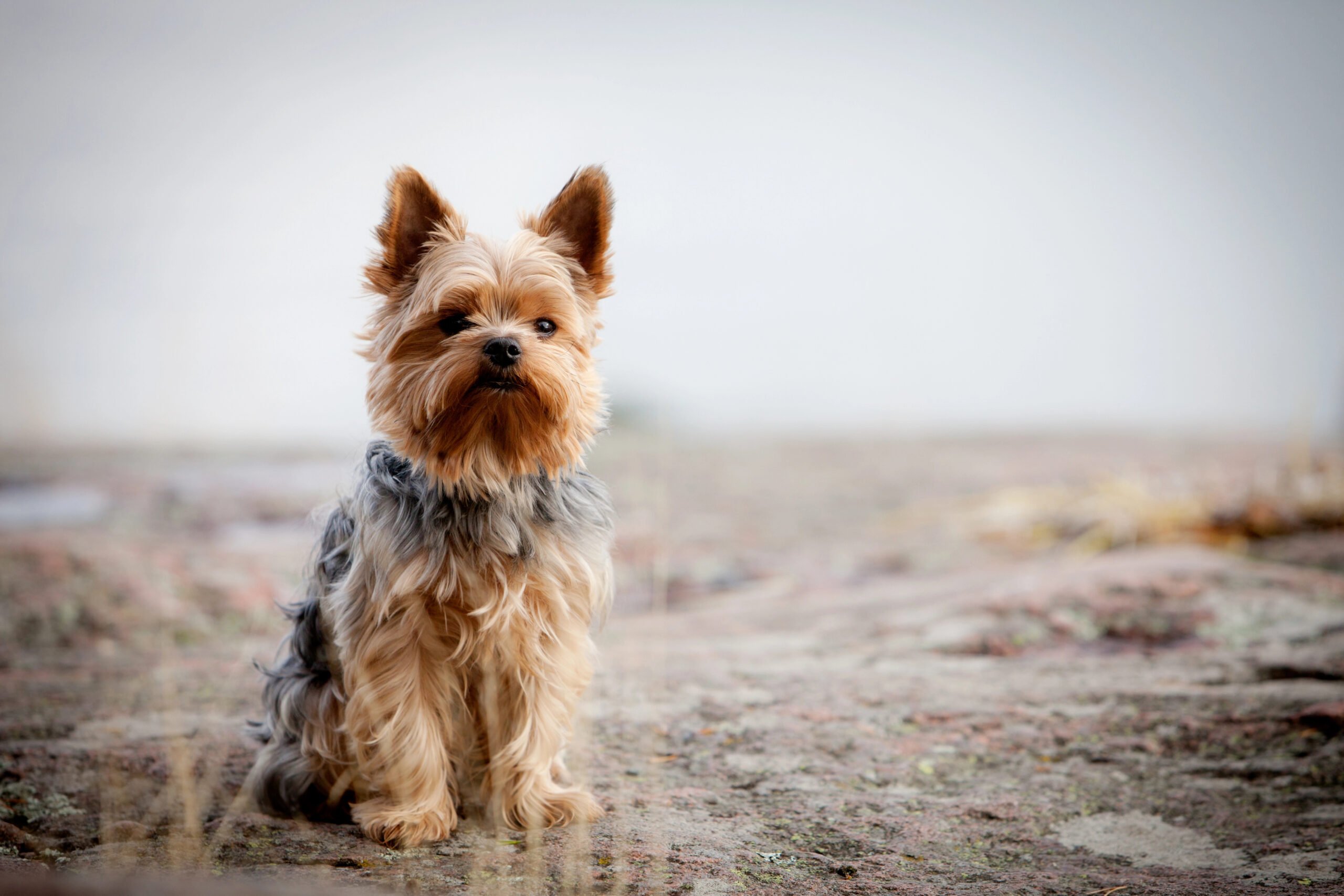 Yorkshire Terrier, Yorkie sitting on rocky/neutral ground with muted background.