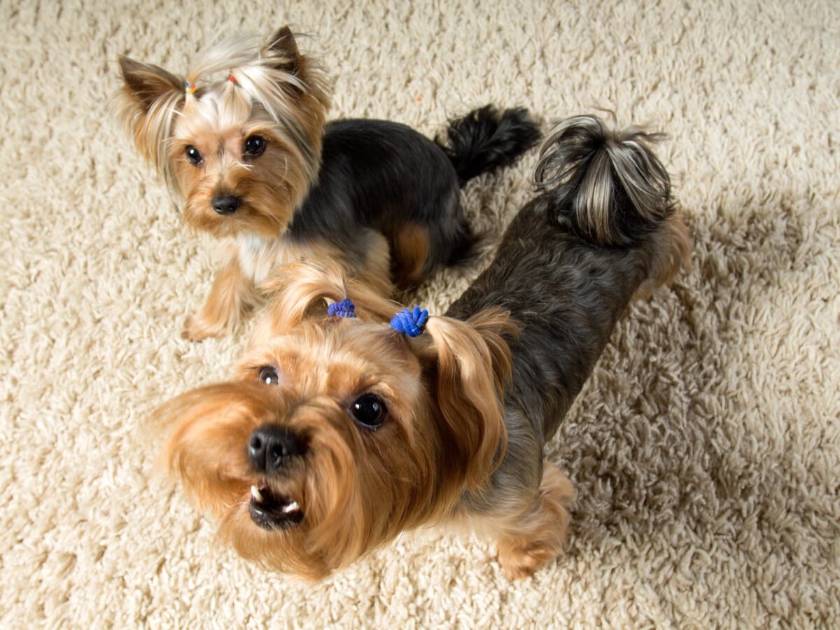 Yorkshire Terriers are playing in the room, one is barking.