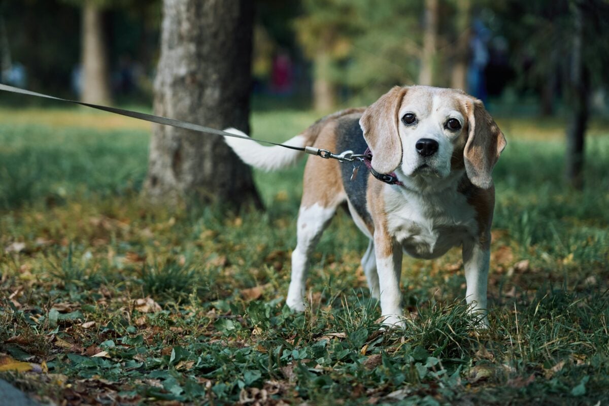 Alert Beagle dog walking calmly on leash in a quiet outdoor area.
