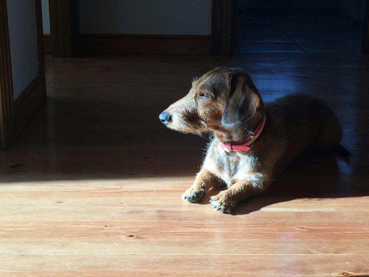 Wire-haired Dachsund puppy resting in sunbeam inside low-light room.