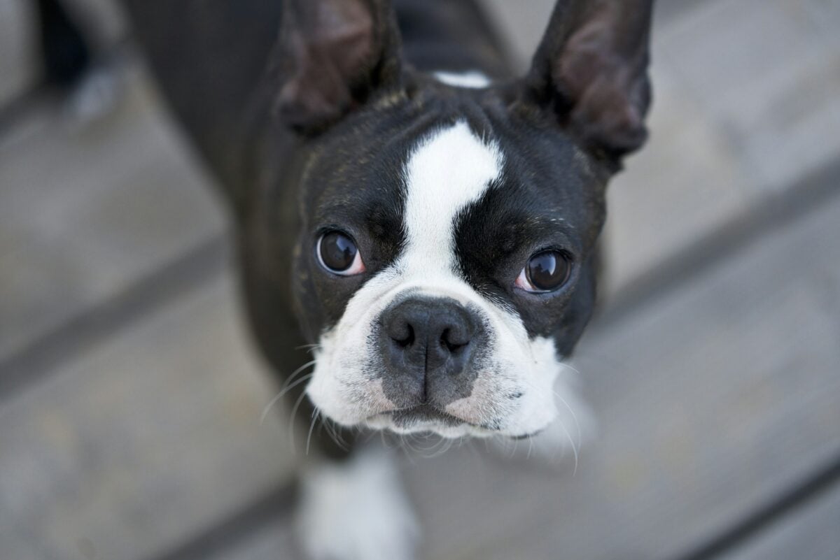 A dog (Boston Terrier) looking at the camera with very big eyes.
