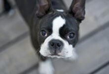 A dog (Boston Terrier) looking at the camera with very big eyes.