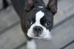 A dog (Boston Terrier) looking at the camera with very big eyes.
