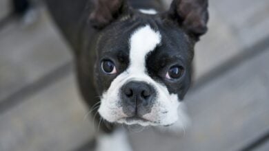 A dog (Boston Terrier) looking at the camera with very big eyes.