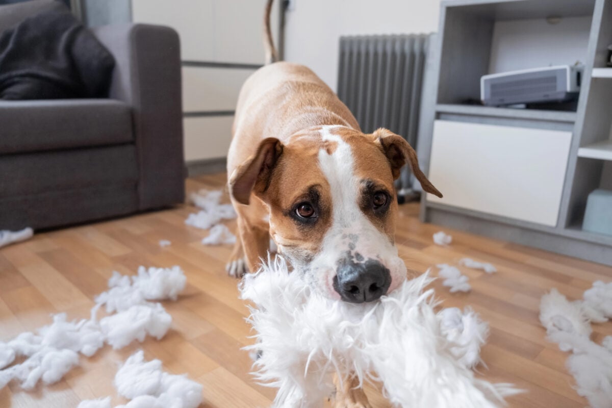 A dog destroying a fluffy pillow at home