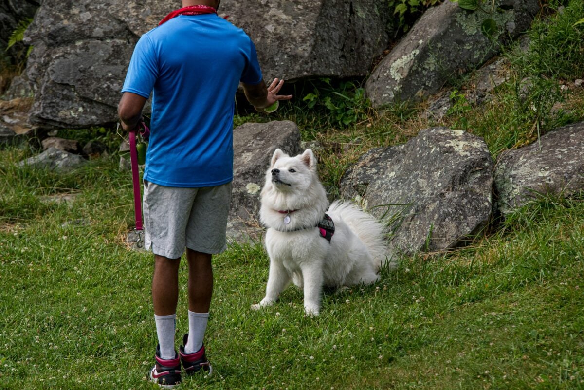 A male dog trainer signaling a white dog to sit.