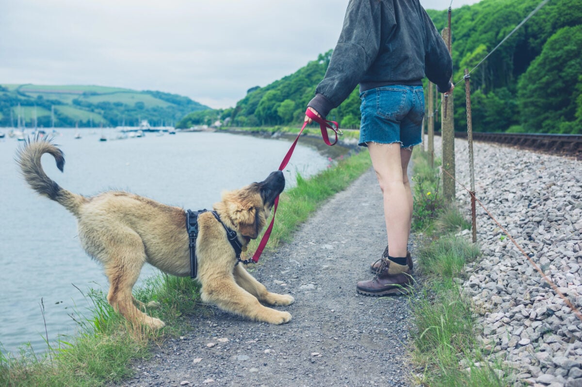 A naughty dog is pulling on his leash and almost falling into a lake