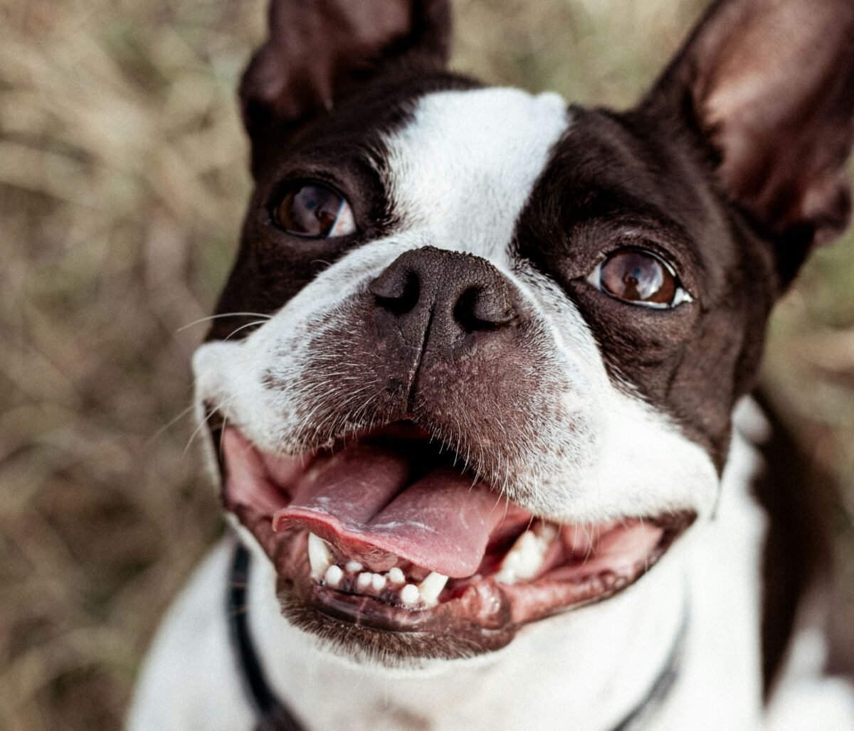 Close up of a Boston Terrier smiling up at owner.