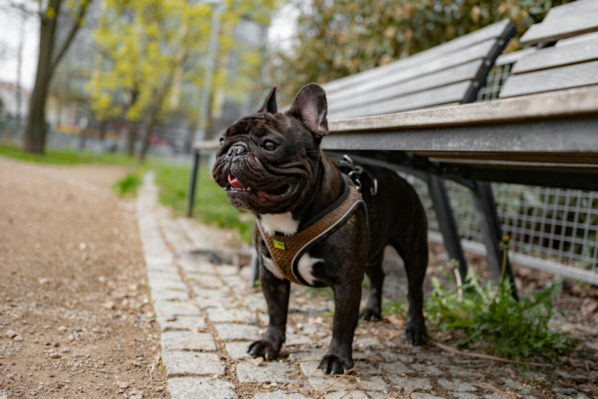 Black French Bulldog standing next to wooden park bench.
