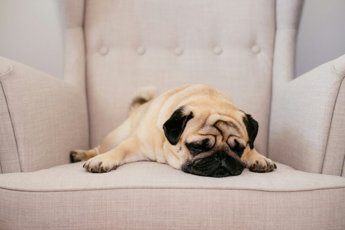 Pug lying asleep on a white chair.
