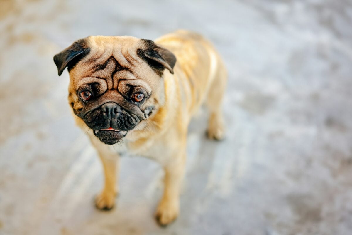 Close-up of Pug dog looking slightly upwards, with face wrinkles snub nose on full display.
