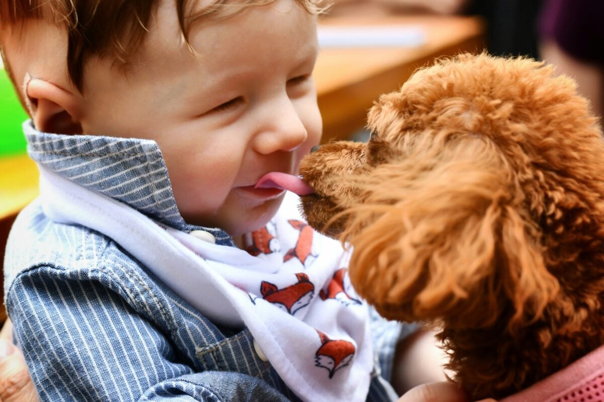 A toy poodle puppy licking a baby&rsquo;s face