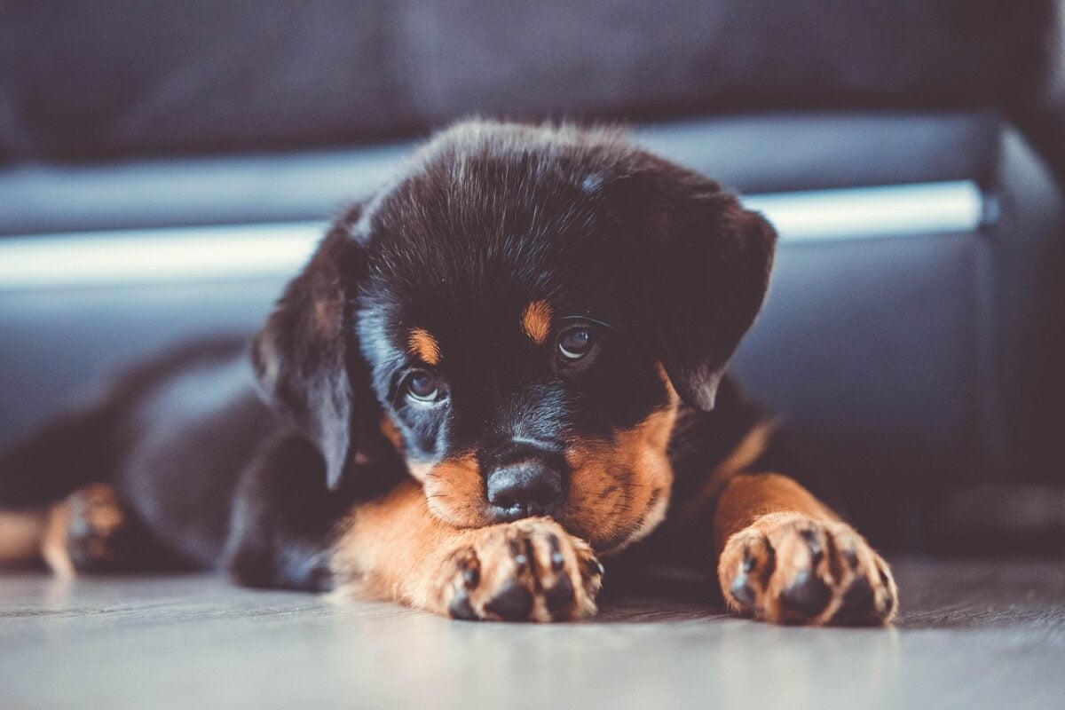 animal, puppy, nature, rottweiler, dog, domestic animal, rottie, canine, pet