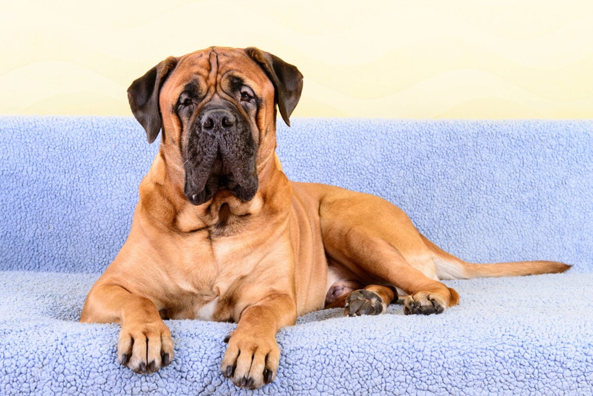 Bullmastiff sitting calmly on a blue couch.