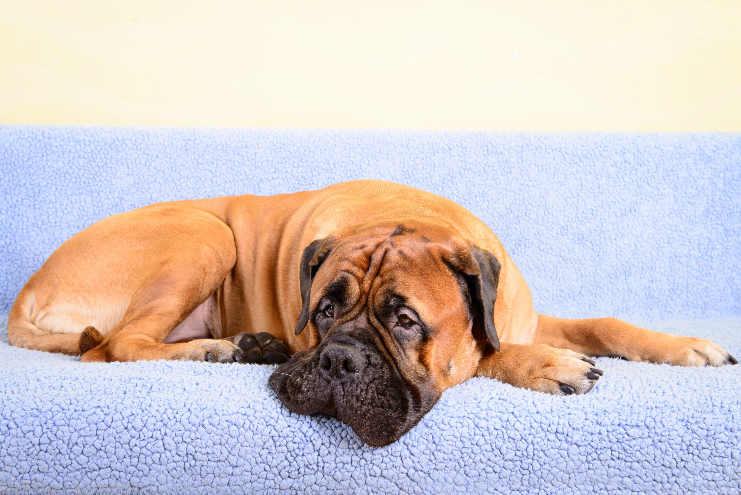 Big, sleepy Bullmastiff dog lying on couch with calm, gentle expression.