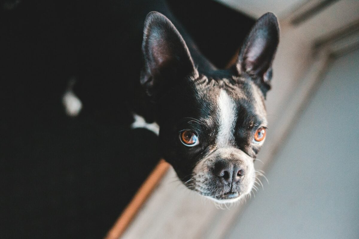 Boston Terrier with large brown eyes looking up.