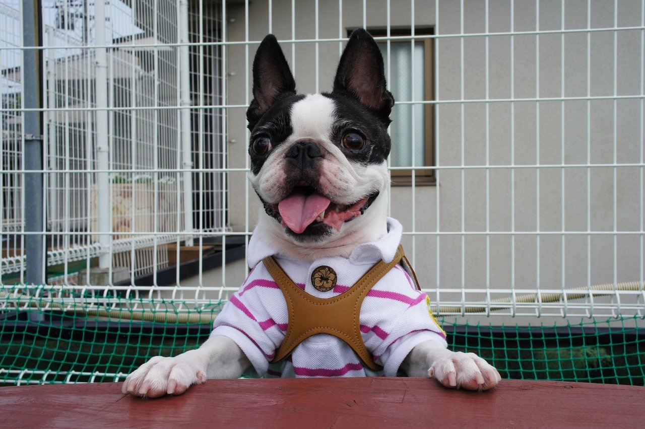 Smiling Boston Terrier sitting at table wear4ing outfit and harness.