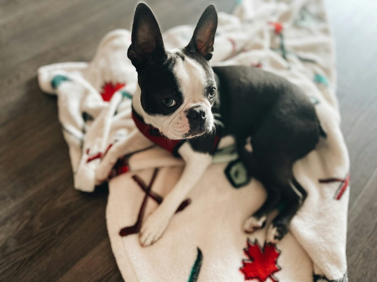 Boston Terrier sitting on a blanket on the floor.