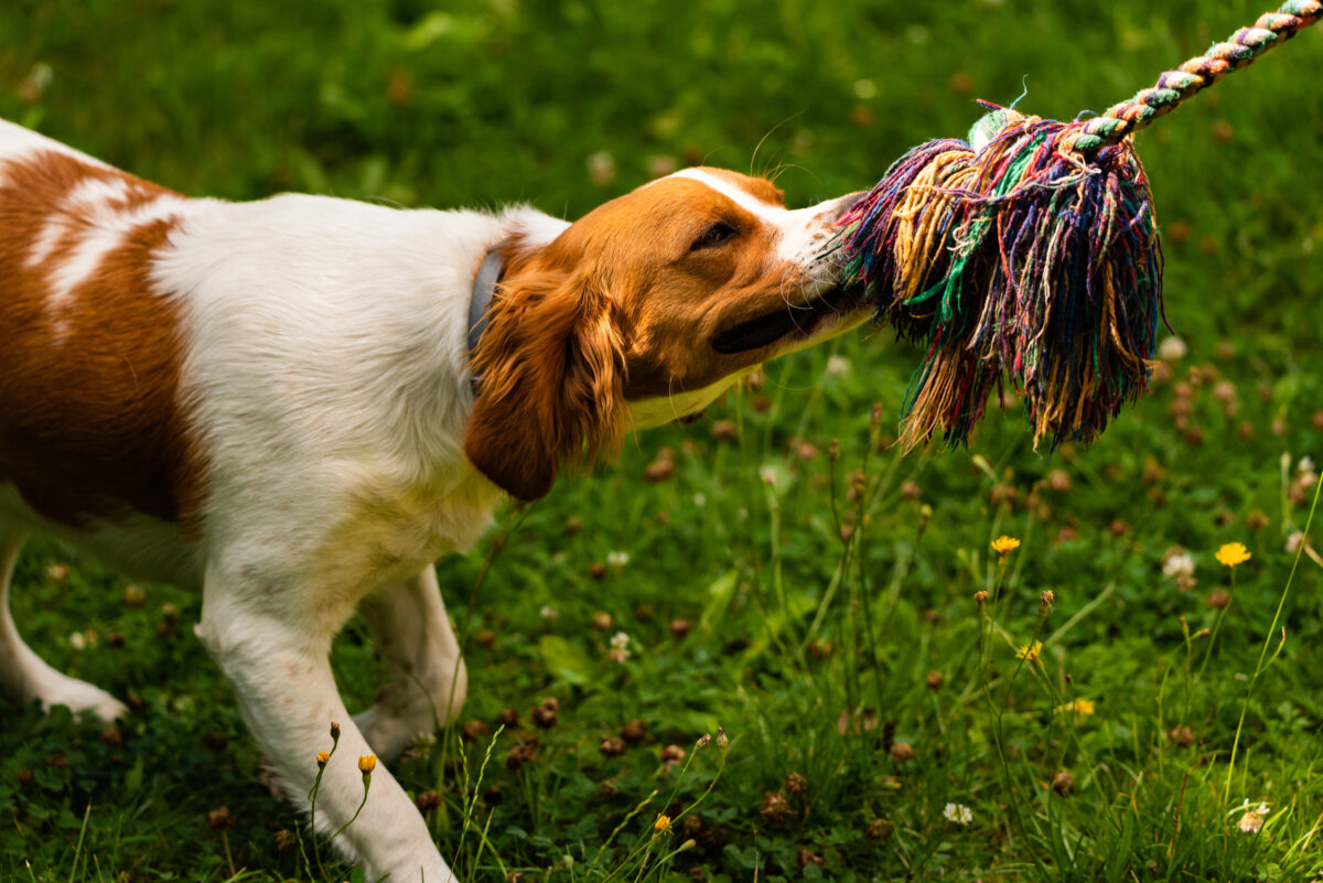 Brittany dog puppy playing outside tug of war.