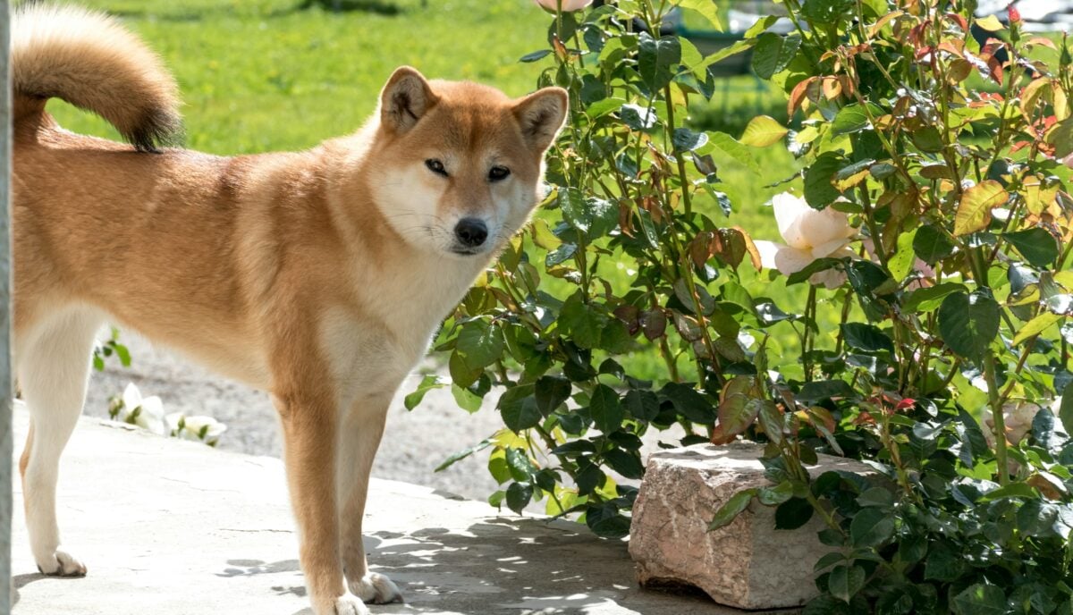 Shiba Inu standing outside next to a plant.