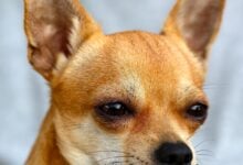 A cute Chihuahua face close up in front of owner.