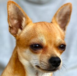 A cute Chihuahua face close up in front of owner.