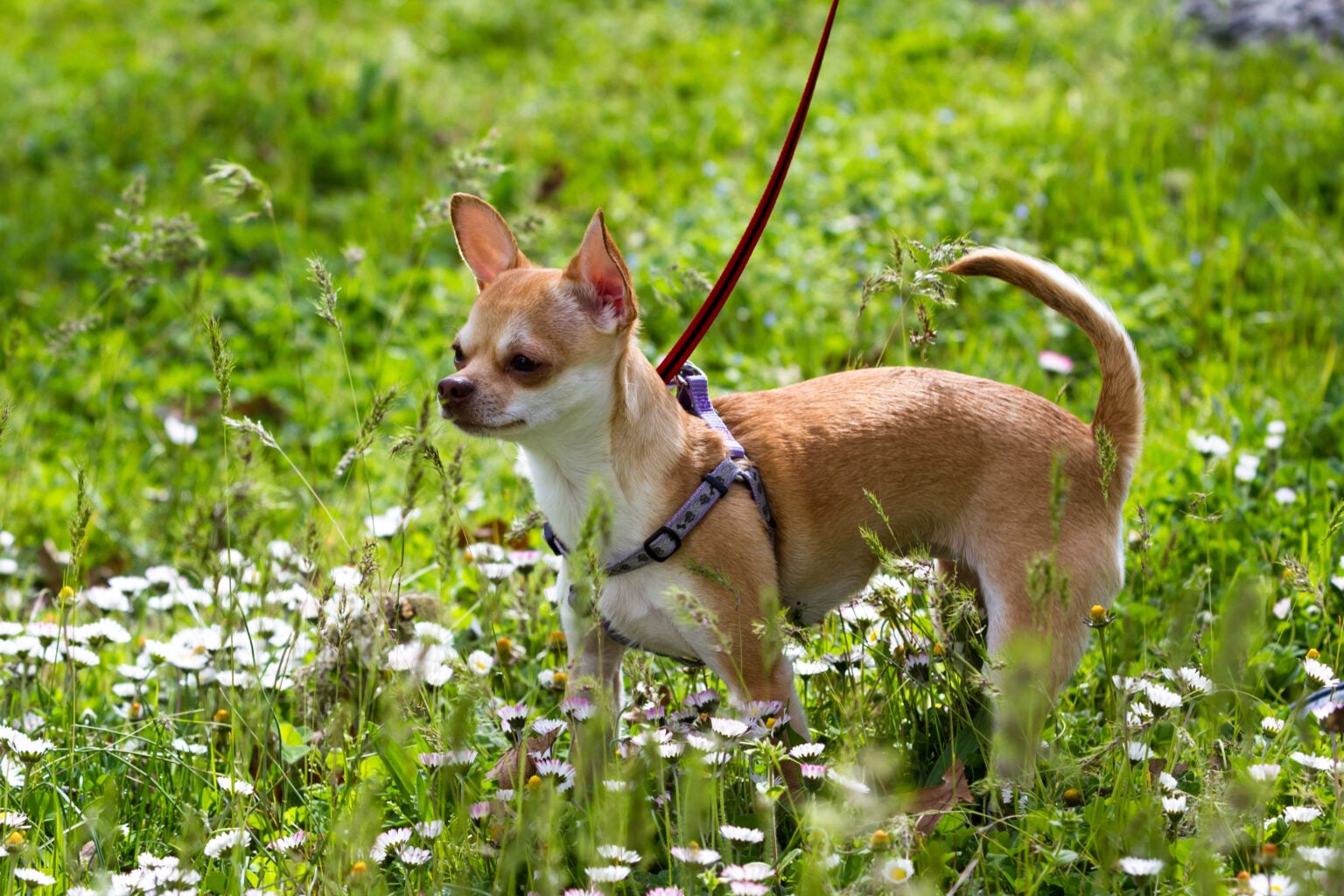Why Dogs Reverse Sneeze (And The Home Remedies Owners Swear By ...
