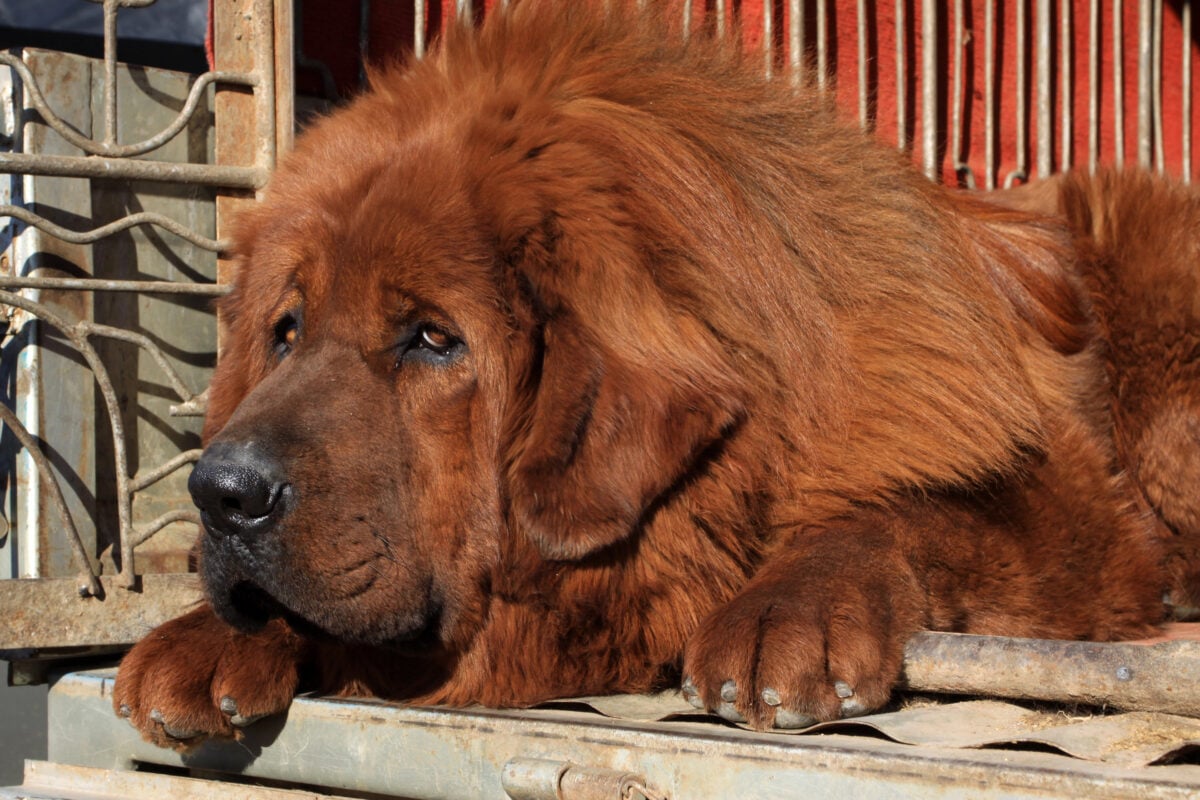Closeup of a Tibetan Mastiff sitting lying on an outdoor porch.