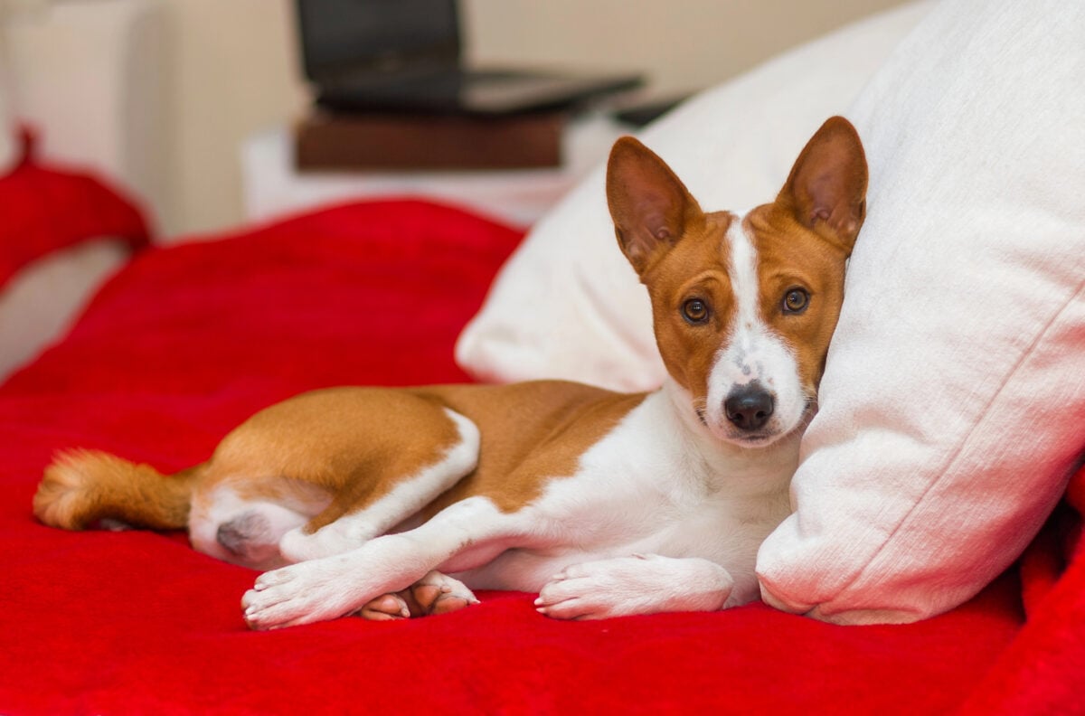 Cute Basenji having rest on the sofa.