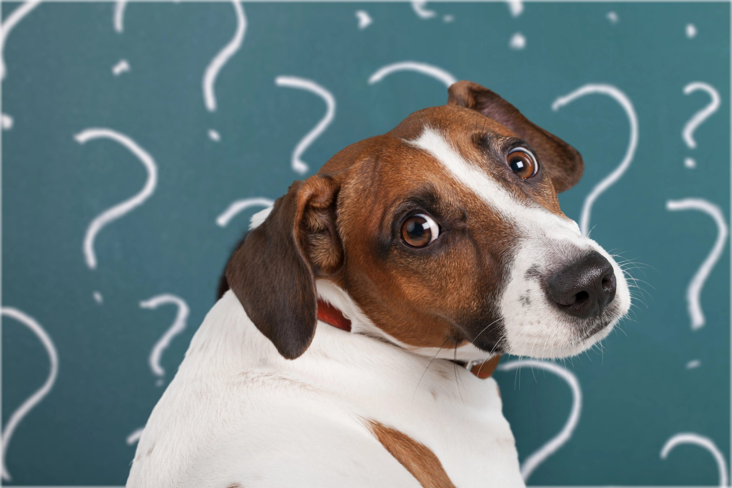 Cute confused little dog with question marks isolated on white background.