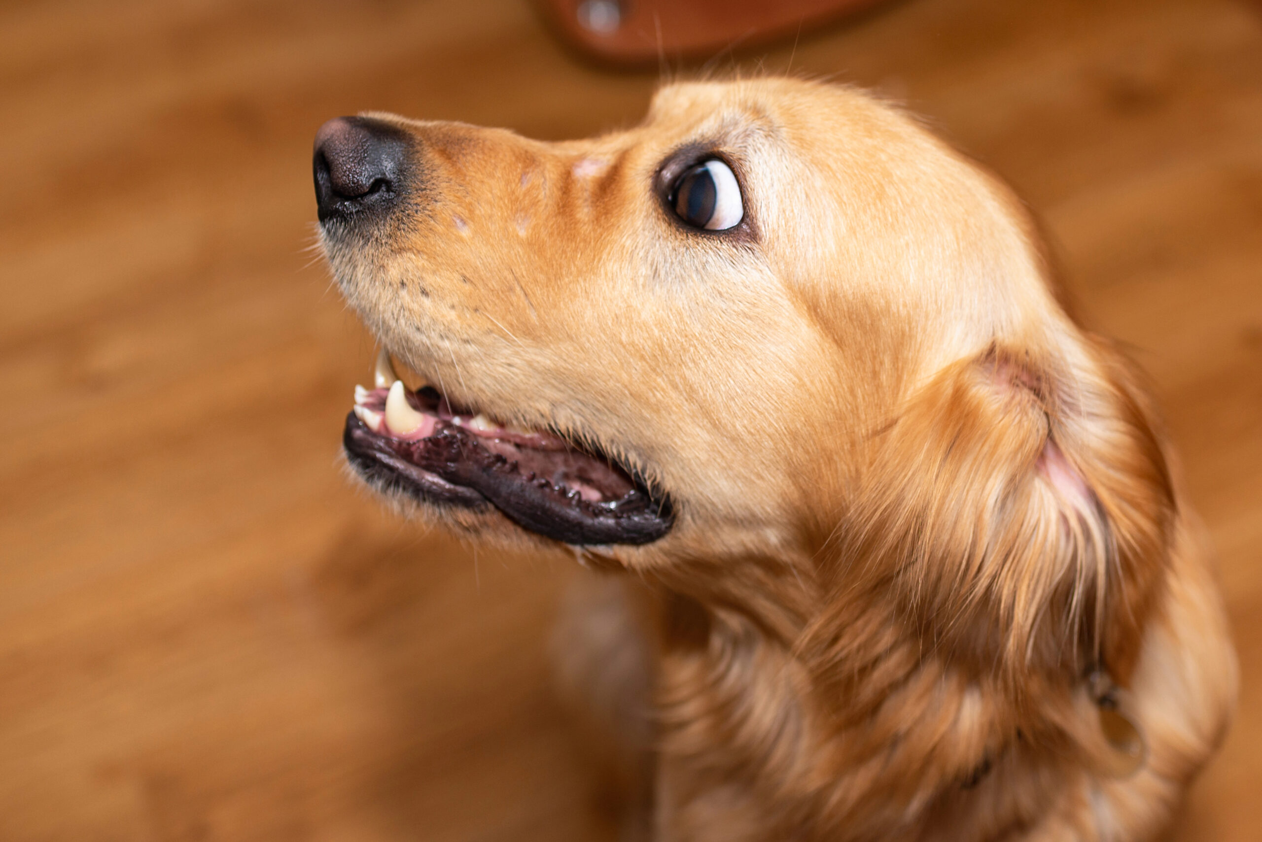 Cute Golden Retriever dog looking surprised with big eyes while resting at home.