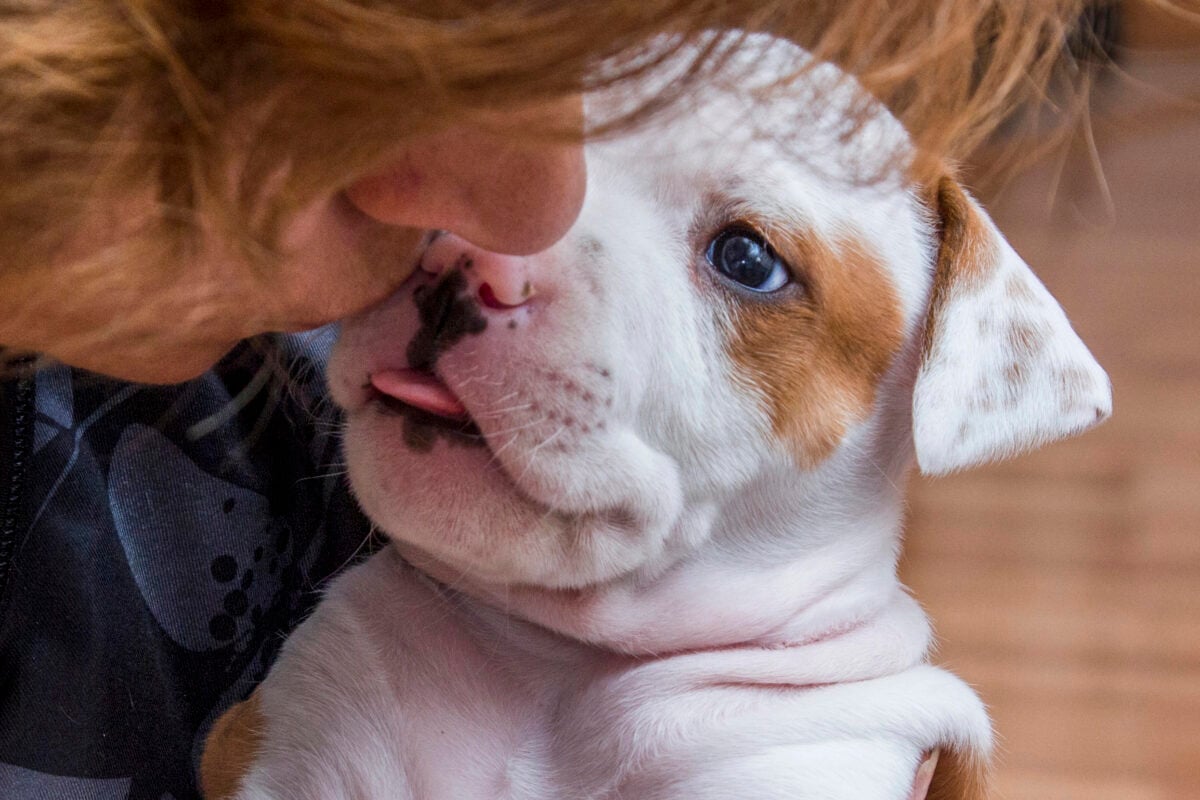 Cute puppy/dog American Staffordshire Terrier kissing a woman, close-up