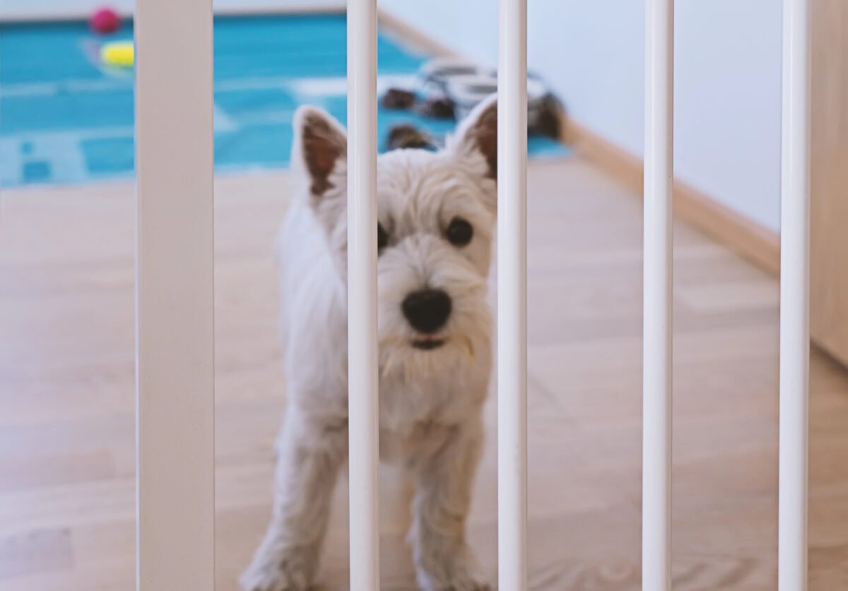 Cute white terrier dog standing behind an indoor dog gate.